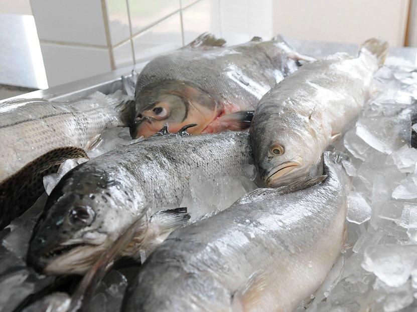 mercado_de_peixes.jpg