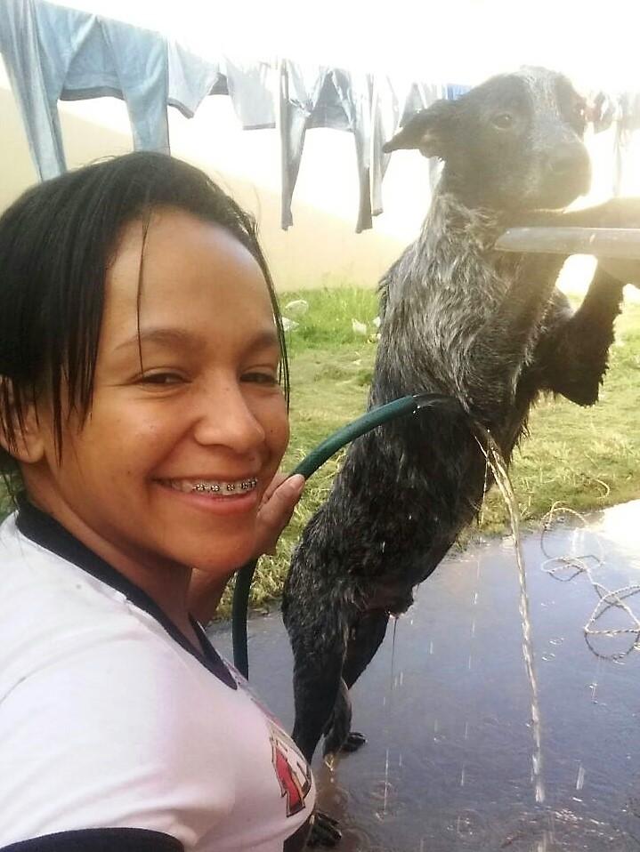 Cão guardador