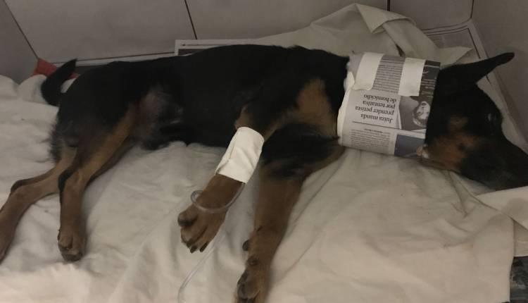Protetoras resgatam cão, mas têm dilema de decidir se mantêm o animal vivo