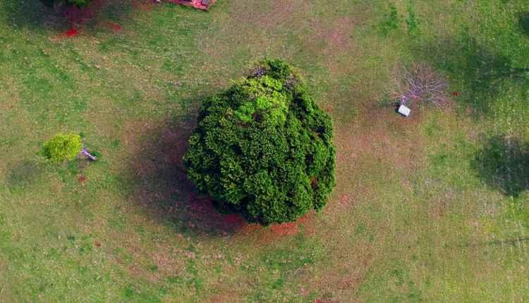 Com quase 230 mil árvores, Campo Grande é uma das capitais mais arborizadas do país