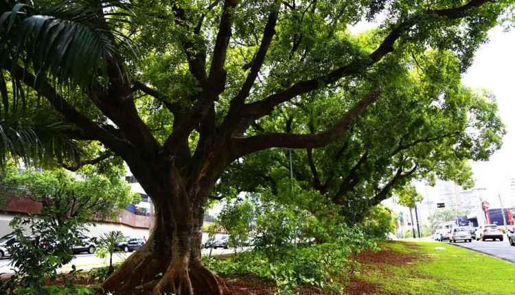 Com quase 230 mil árvores, Campo Grande é uma das capitais mais arborizadas do país
