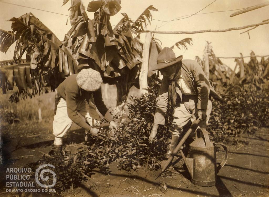 Ao passar da guampa, pouco ou nada se sabe da história da erva-mate usada no tereré