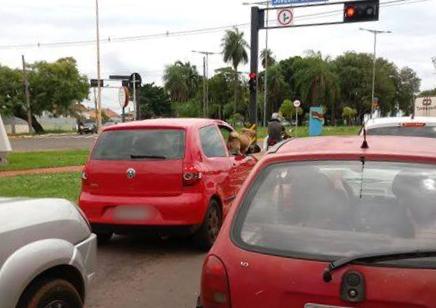Confira dicas para transportar seu pet de forma segura no veículo