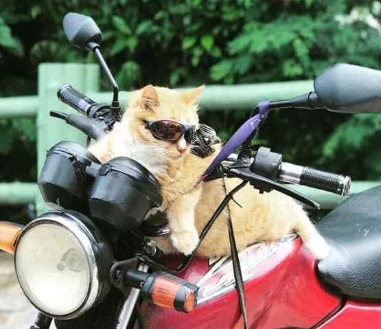 Confira dicas para transportar seu pet de forma segura no veículo