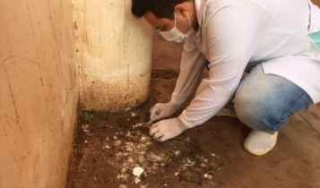 Superpopulação de aves: Fungo da 'doença do pombo' é encontrado em escolas da Capital