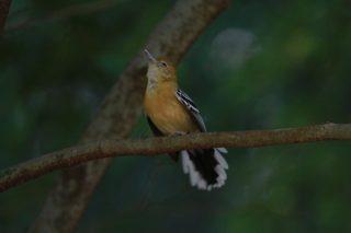 Desmatamento no Parque dos Poderes ameaça fauna e flora, diz ambientalista