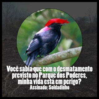 Desmatamento no Parque dos Poderes ameaça fauna e flora, diz ambientalista