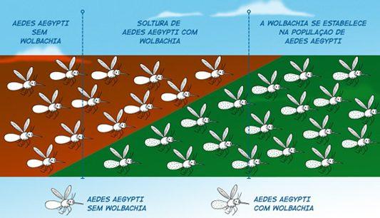 Mosquitos serão infectados em Campo Grande para combater dengue