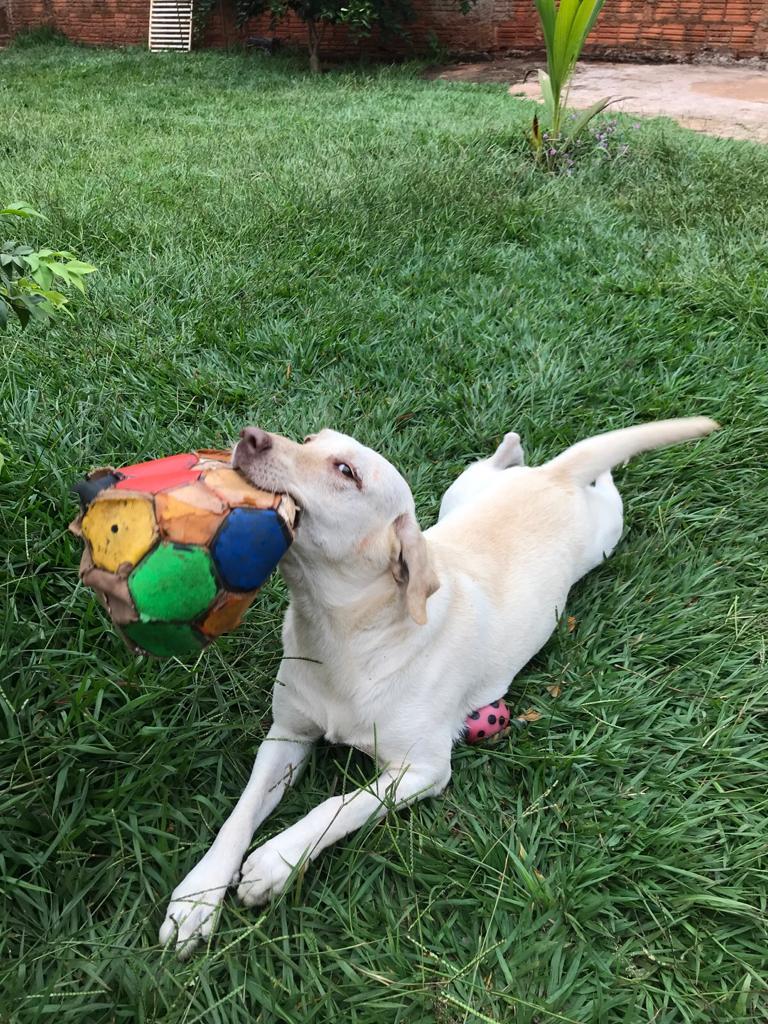 Me leva pra casa! Leroy Merlin faz feira de adoção de pets neste sábado