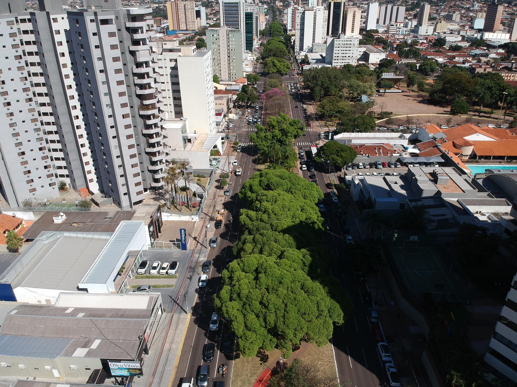Na luta para salvar centenárias, Campo Grande tem uma árvore para cada 3 moradores