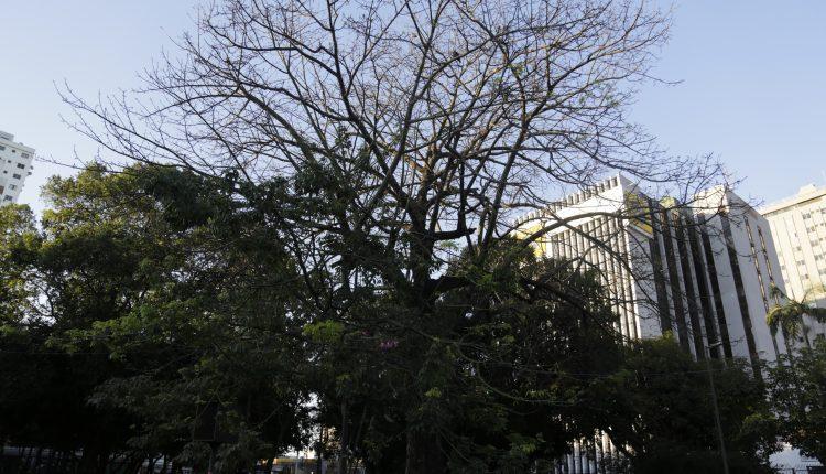 #CG120: Espetáculo à parte, árvores são orgulho da Capital mais arborizada do país