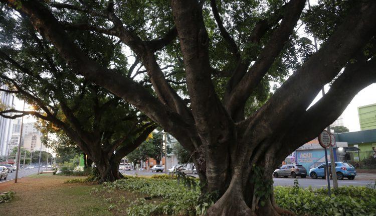 #CG120: Espetáculo à parte, árvores são orgulho da Capital mais arborizada do país