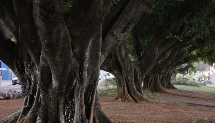 #CG120: Espetáculo à parte, árvores são orgulho da Capital mais arborizada do país