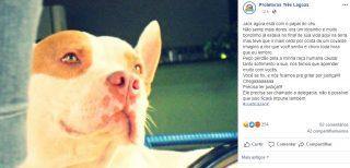 Sogra denuncia homem que invadiu casa e chutou cachorro até a morte