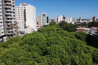 Patrimônio histórico e paisagístico: canteiros da Afonso Pena são tombados pela Prefeitura