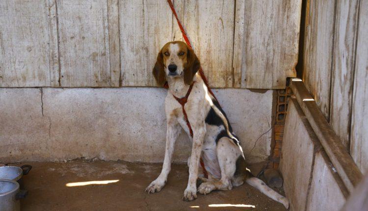 Sem água e acorrentados, 40 cães de caça são resgatados de fazenda