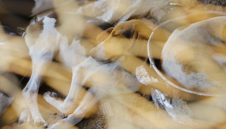 Sem água e acorrentados, 40 cães de caça são resgatados de fazenda