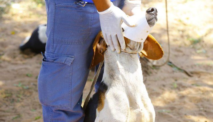 Sem água e acorrentados, 40 cães de caça são resgatados de fazenda