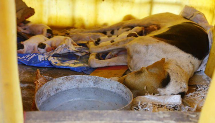 Sem água e acorrentados, 40 cães de caça são resgatados de fazenda