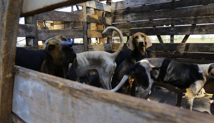 Sem água e acorrentados, 40 cães de caça são resgatados de fazenda