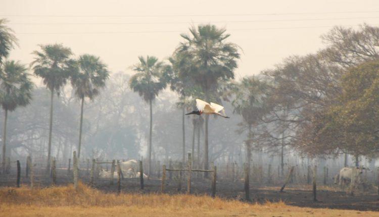 Após sobrevoos, bombeiros identificam 4 pontos críticos de incêndio em MS