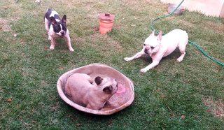 Da tosa ao picolé: Confira dicas para evitar que pets desmaiem ou até morram com calor de 40°C