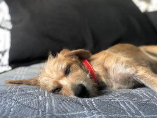Da tosa ao picolé: Confira dicas para evitar que pets desmaiem ou até morram com calor de 40°C