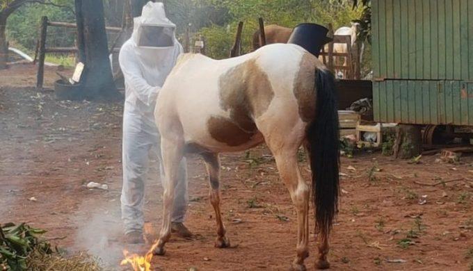 Calorão e queimadas incomodam abelhas e ataques ficam mais frequentes