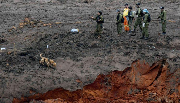 VÍDEO: Após sucesso nas buscas, Cindy e Duke voltam a Brumadinho nesta sexta
