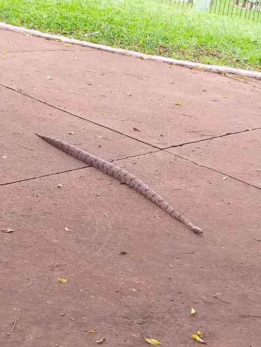 Jiboia é flagrada 'passeando' na calçada do Parque das Nações