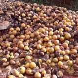 Ceasa nega ter descartado milhares de tomates e laranjas em terreno