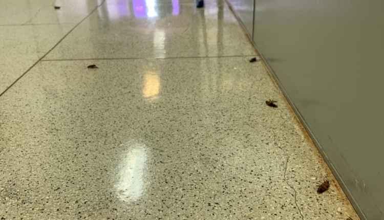 Sem terceirizada, servidores do Detran-MS ficam responsáveis por limpeza