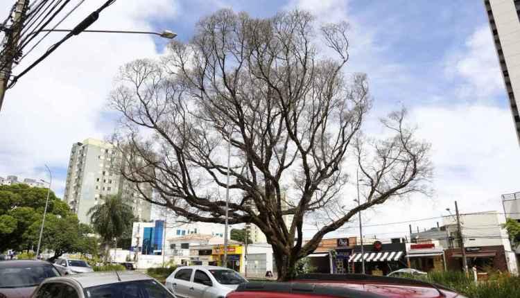 Figueira centenária que morreu na Afonso Pena será substituída por ‘clone'
