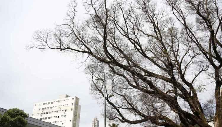 Figueira centenária que morreu na Afonso Pena será substituída por ‘clone'