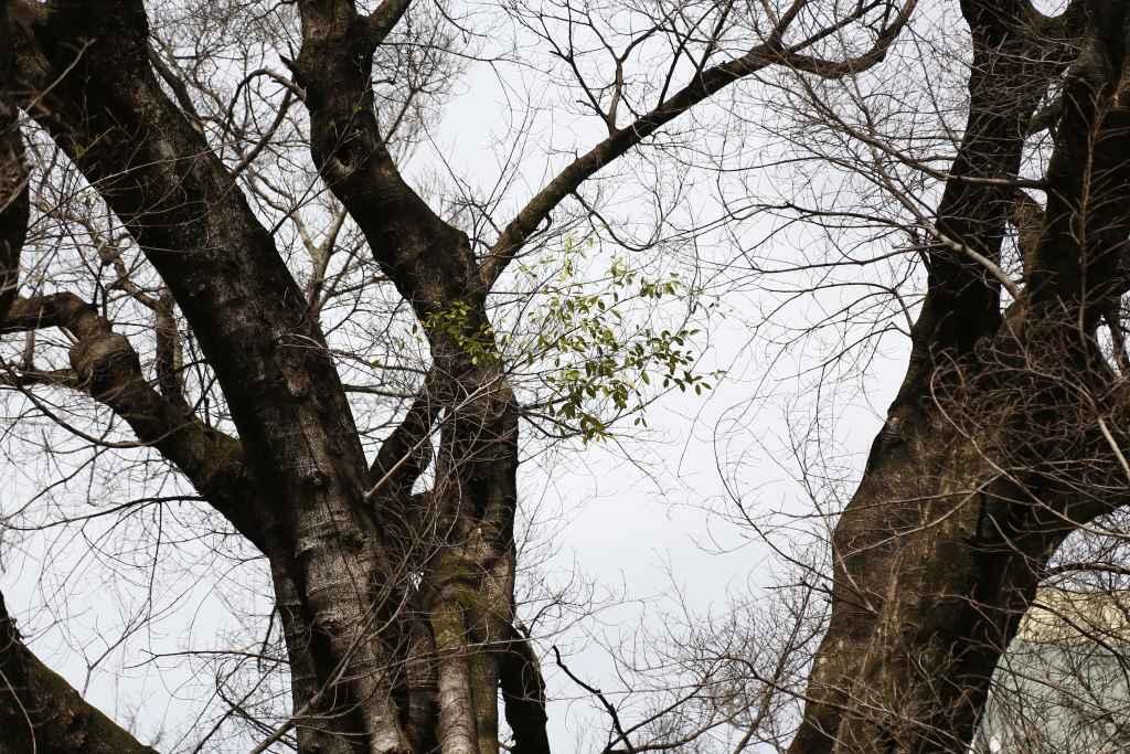 Figueira centenária que morreu na Afonso Pena será substituída por ‘clone'