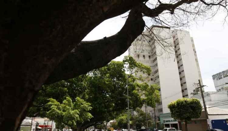 Figueira centenária que morreu na Afonso Pena será substituída por ‘clone'