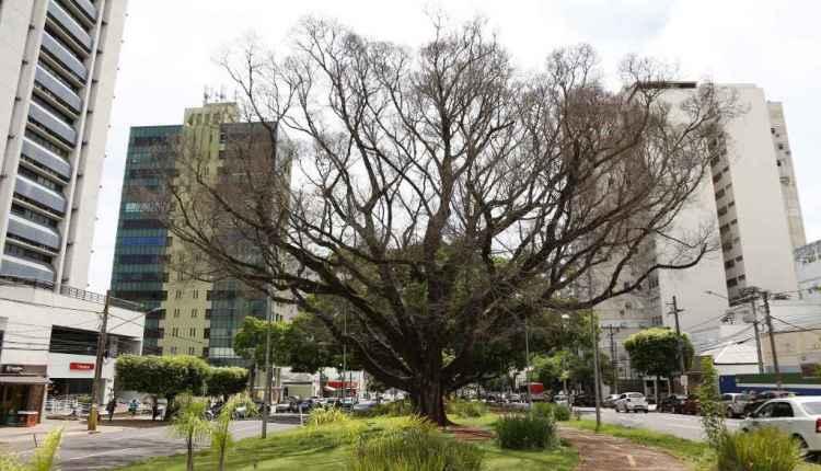 Figueira centenária que morreu na Afonso Pena será substituída por ‘clone'