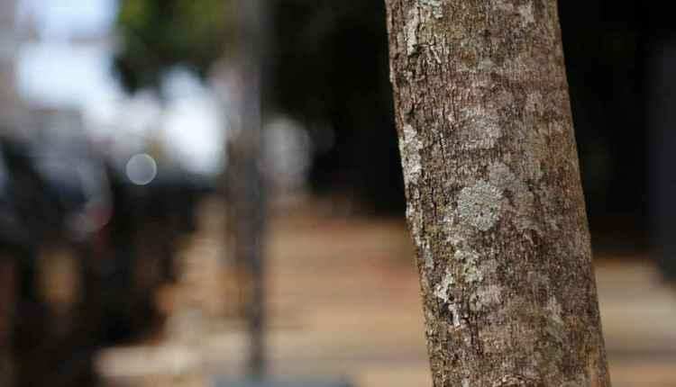Novas árvores da 14 de Julho não brotam e serão trocadas neste mês