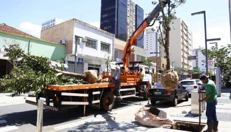Engepar substitui mais 8 árvores que não brotaram na Rua 14 de Julho