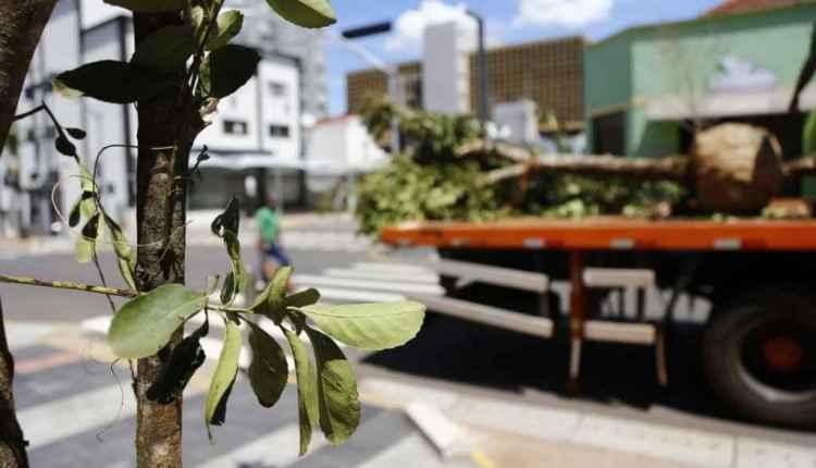 Engepar substitui mais 8 árvores que não brotaram na Rua 14 de Julho