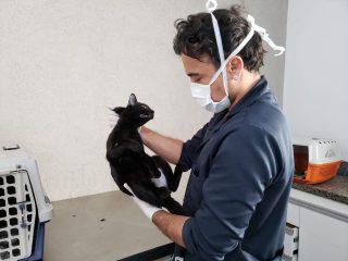 Com pandemia, procura por delivery aumenta e pet shops buscam animais em casa