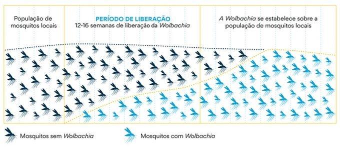 Aedes aegypti produzidos no local terão bactéria que impede transmissão da dengue, zika e chikungunya; liberações começam em setembro.