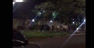 Perigo na avenida: moradores denunciam boiada nas ruas da Vila Nasser