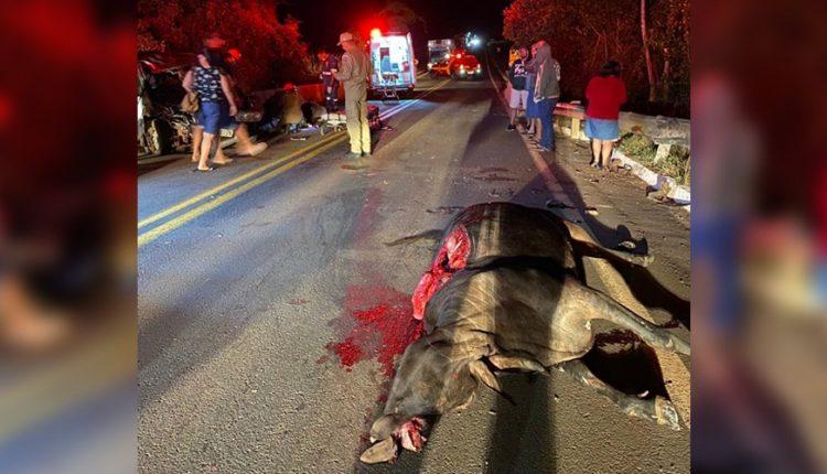 Motorista atropela três vacas e mulher e filha são levadas para a Santa Casa