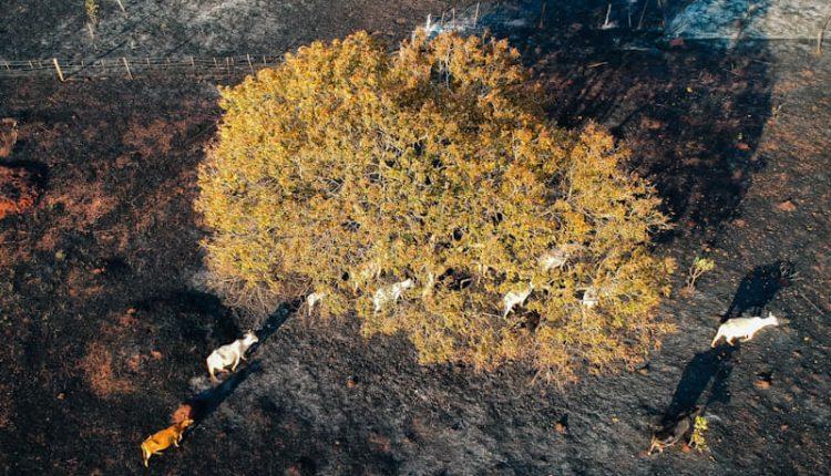 VÍDEO: Incêndio destrói casa e assusta moradores em Campo Grande