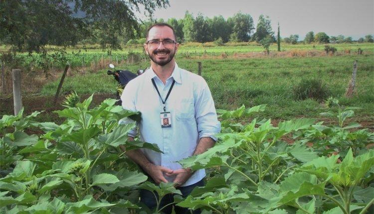 Dizimadas por doença, mangueiras que ainda resistem trazem infância à memória