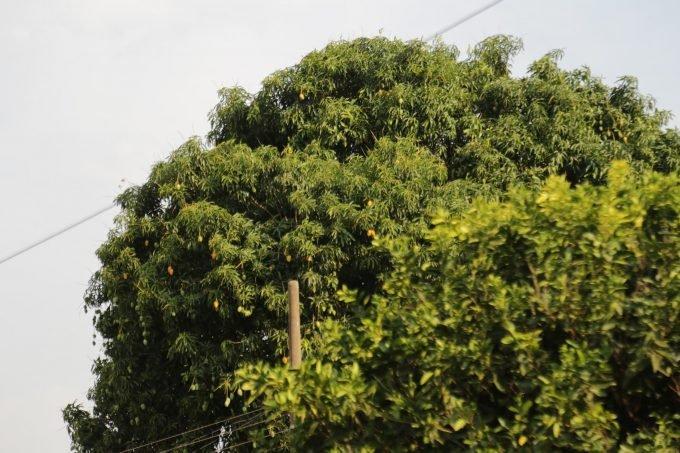 Dizimadas por doença, mangueiras que ainda resistem trazem infância à memória
