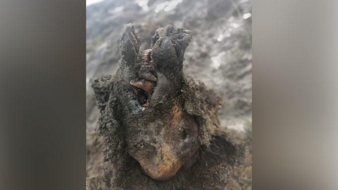 Carcaça de urso da Era do Gelo é encontrada na Rússia