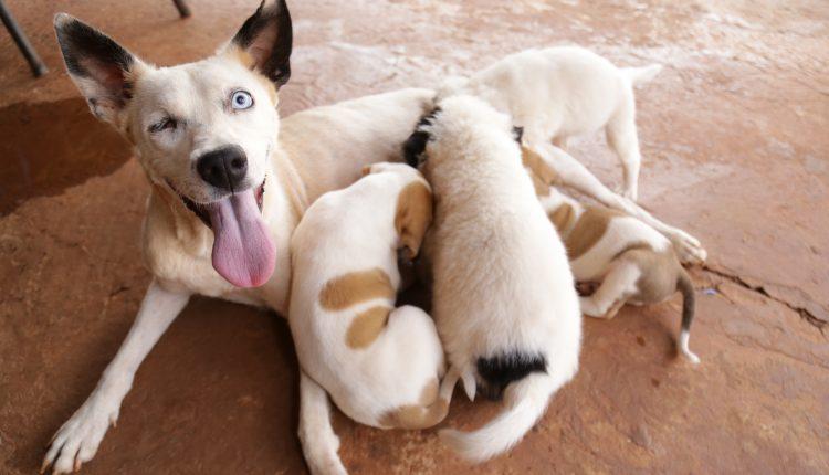 Cansada de ver animais na rua, Graziela alugou casa e abriga 54 gatos e 16 cachorros em Campo Grande