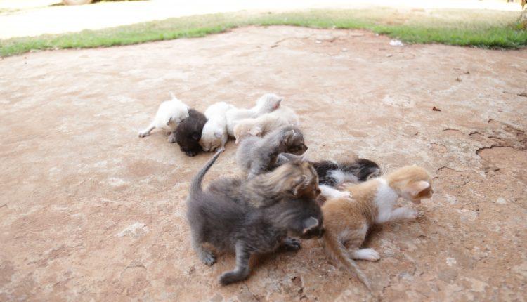 Cansada de ver animais na rua, Graziela alugou casa e abriga 54 gatos e 16 cachorros em Campo Grande
